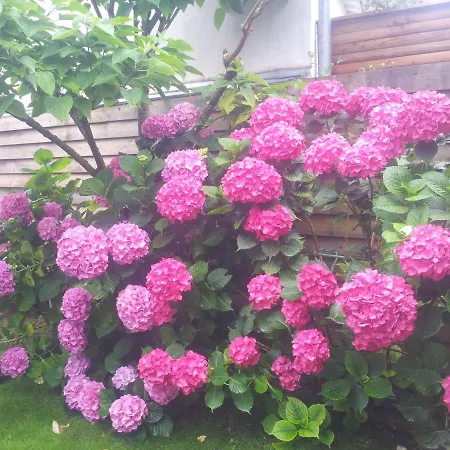 La Passerose 3 Pieces Avec Jardin Au Calme,a 300m De La Plage, 라쿠르드쉬르메르