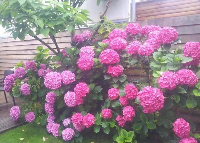 La Passerose 3 Pièces Avec Jardin Au Calme,à 300m De La Plage, La Couarde-sur-Mer
